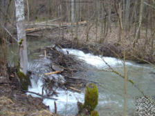 Biber in Schwaningen