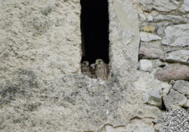 Turmfalken