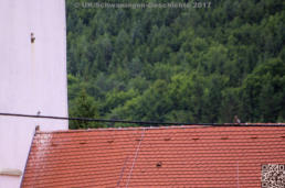 Ausfliegen der Turmfalken am 09. Juli 2017