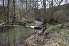 Biber im Ehrenbach März 2019