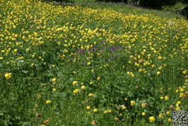 Blumenwiese
