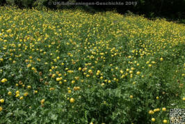 Blumenwiese