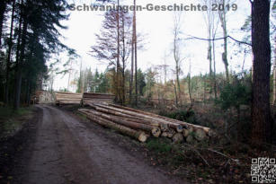 Borkenkäferschäden in Schwaningen 2019