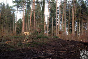 Borkenkäferschäden in Schwaningen 2019