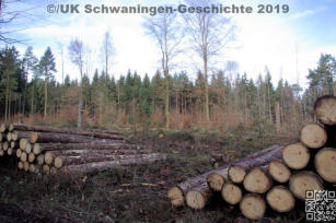 Borkenkäferschäden in Schwaningen 2019