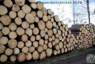 Borkenkäferschäden in Schwaningen 2019