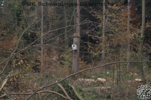 Borkenkäferschäden in Schwaningen 2019