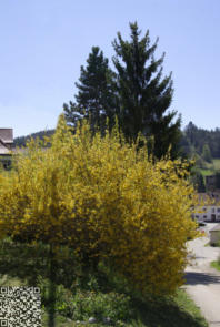 Frühling 2017 im Dorf Schwaningen