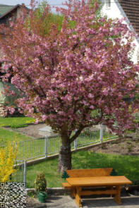 Frühling 2017 im Dorf Schwaningen