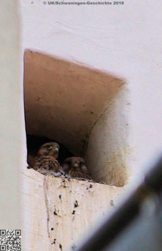 Tauben- und Turmfalken im Kirchturm Schwaningen Juni 2018